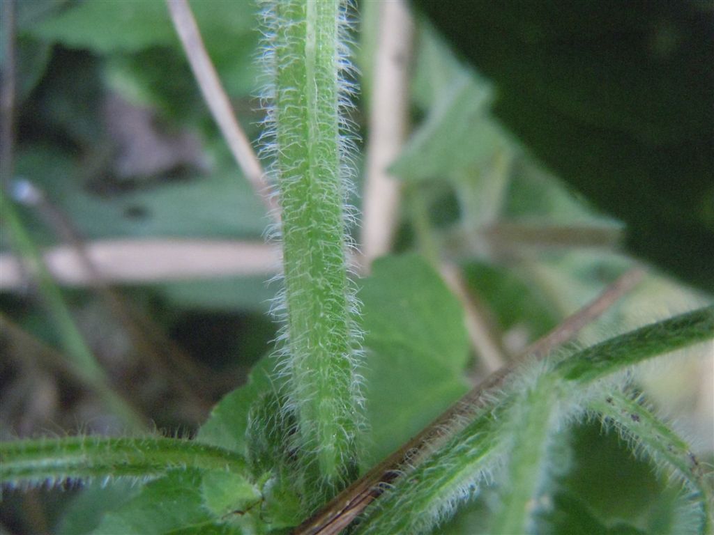 Mentha aquatica / Menta acquatica